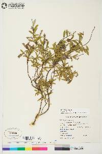 Salix niphoclada image