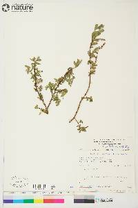 Salix brachycarpa image