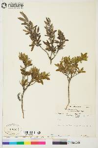 Salix brachycarpa image