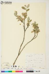 Salix brachycarpa subsp. brachycarpa image