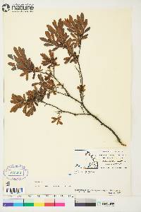 Myrica gale image