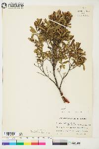 Myrica gale image