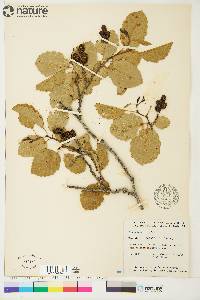 Alnus incana subsp. tenuifolia image