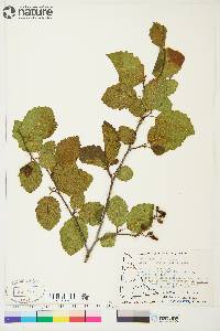 Alnus incana subsp. tenuifolia image