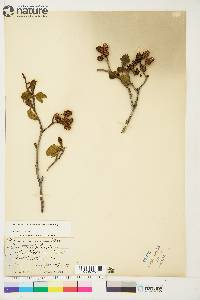 Alnus incana subsp. tenuifolia image