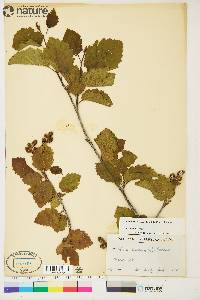 Alnus incana subsp. tenuifolia image