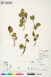 Alnus crispa image