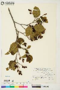 Alnus crispa image