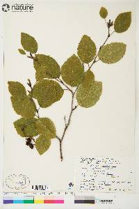 Alnus crispa image