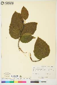 Alnus crispa image