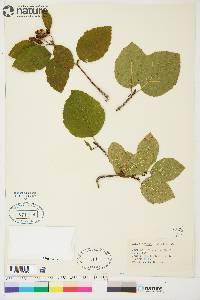 Alnus crispa image