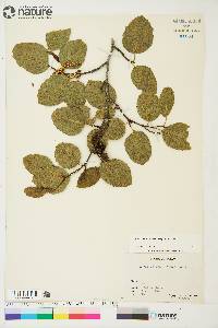 Alnus crispa image