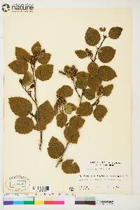 Alnus crispa image