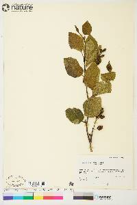 Alnus crispa image