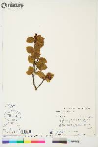 Alnus crispa image