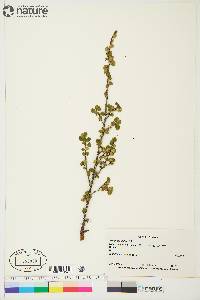 Betula glandulosa image