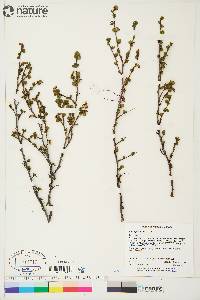 Betula glandulosa image