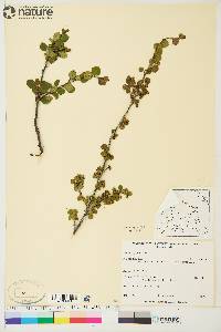 Betula glandulosa image