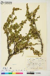 Betula glandulosa image