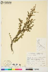 Betula glandulosa image