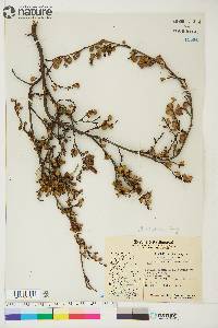 Betula glandulosa image