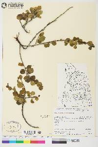 Betula glandulosa image