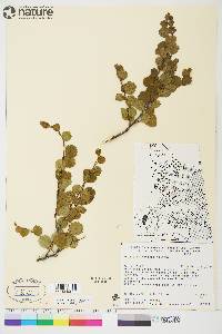 Betula glandulosa image