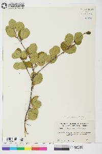 Betula glandulosa image