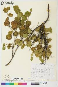 Betula glandulosa image