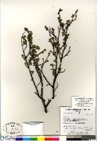 Betula glandulosa image