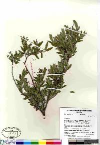 Salix niphoclada image