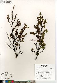 Betula glandulosa image