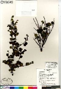 Betula glandulosa image