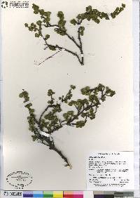 Betula glandulosa image