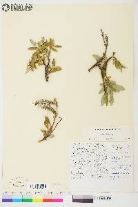 Salix glauca image