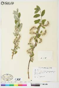 Salix glauca image