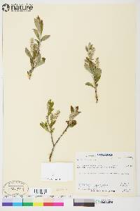 Salix glauca image