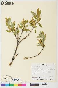 Salix glauca image