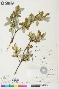 Salix glauca image