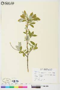 Salix glauca image