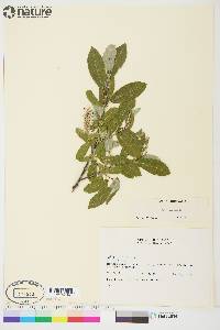 Salix glauca image