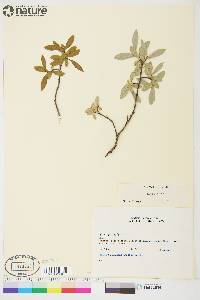 Salix glauca image