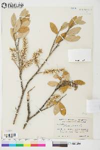 Salix glauca image