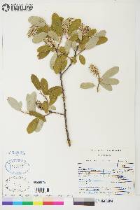 Salix glauca image