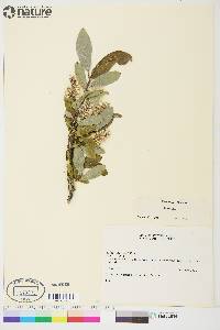 Salix glauca image