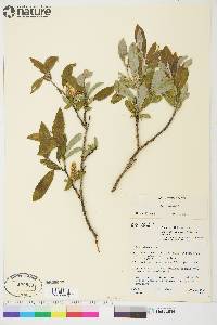 Salix glauca image