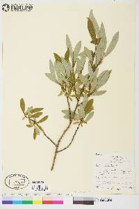 Salix glauca image