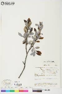 Salix glauca image