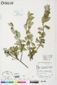 Salix glauca var. villosa image