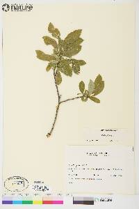 Salix glauca image